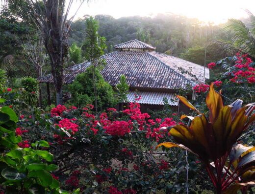 AyaAdvisors - Ayahuasca Retreat Reviews