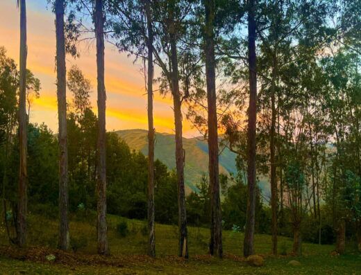 AyaAdvisors - Ayahuasca Retreat Reviews