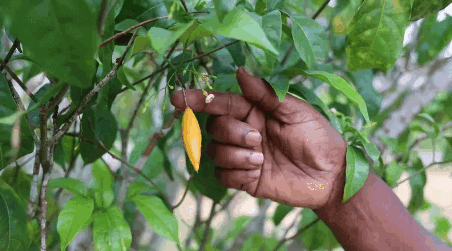 Mississippi Lawmakers Consider Ibogaine Treatment To Fight Addictions